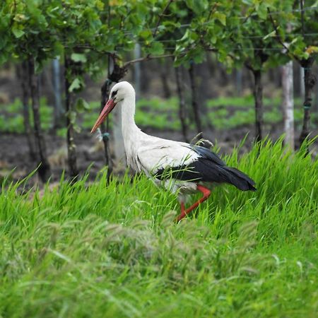 Pension & Weingut Storchenblick Illmitz Esterno foto