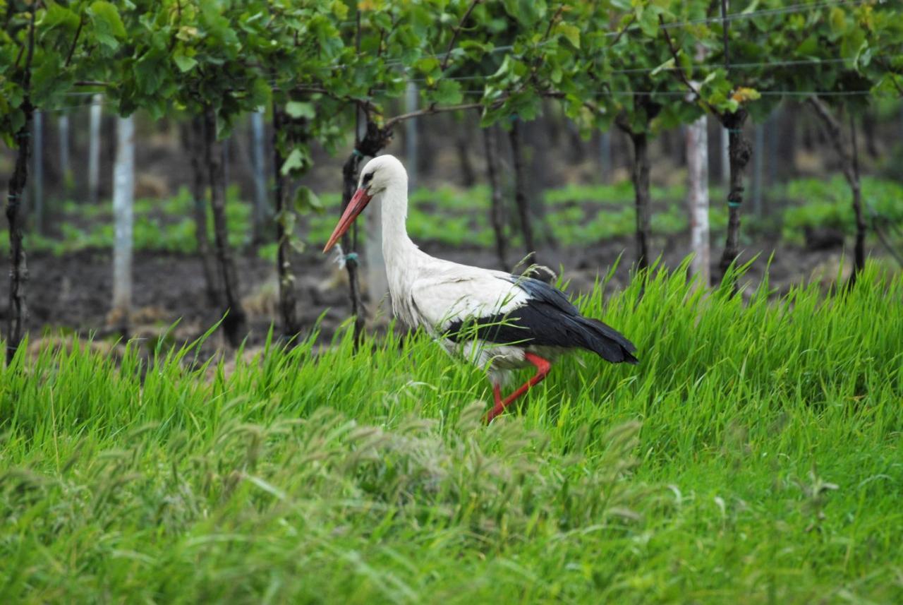 Pension & Weingut Storchenblick Illmitz Esterno foto