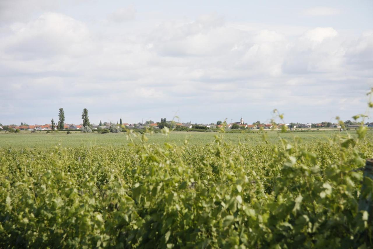 Pension & Weingut Storchenblick Illmitz Esterno foto