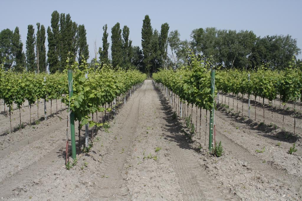 Pension & Weingut Storchenblick Illmitz Esterno foto